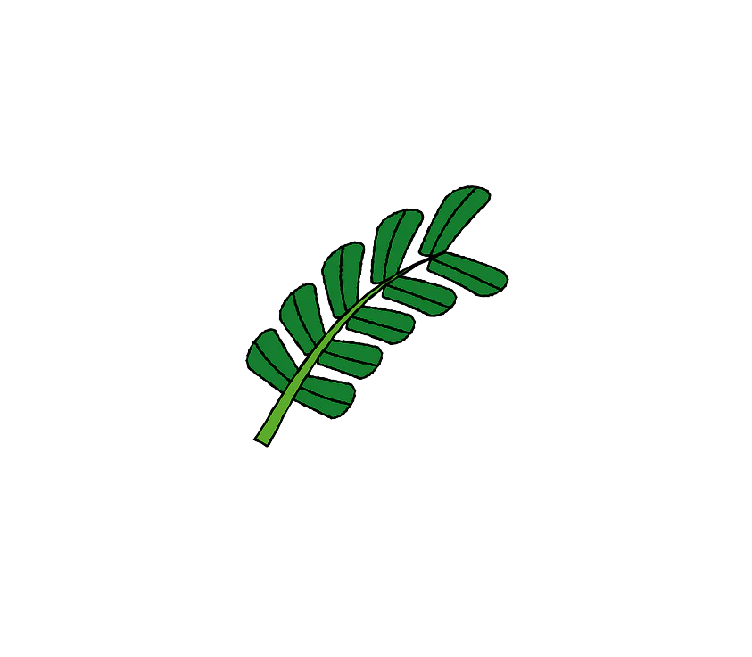 Acacia icon